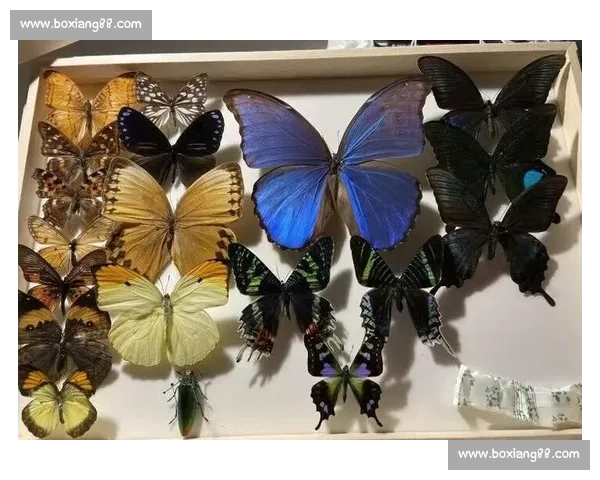 破茧成蝶：在磕碰中淬炼生命的韧性